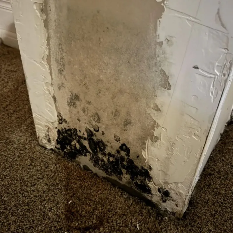 Professional Mold Removal in Menard County, IL